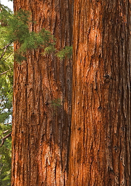 A forest of trees