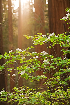 A forest of trees