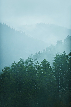 Mountain landscape with trees