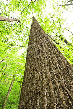 A forest of trees