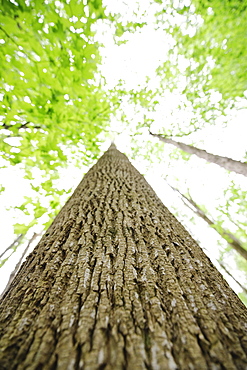 A forest of trees