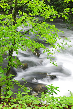 Flowing creek