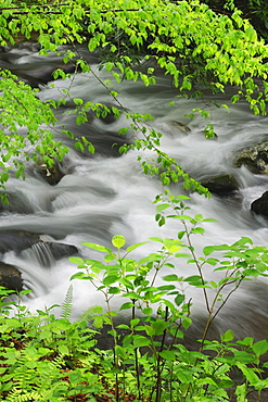 Flowing creek