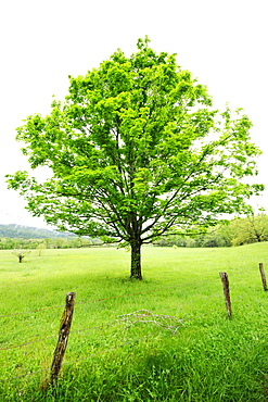 A tree in a field