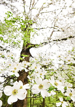 White Flowers