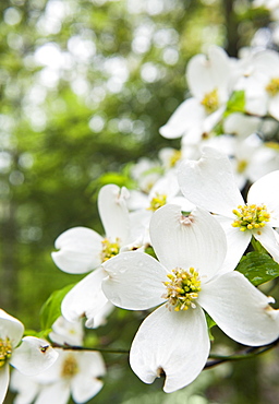 White Flowers