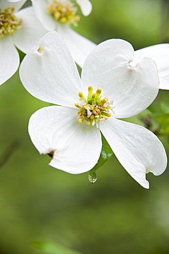 White Flowers