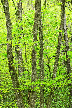 A forest of trees