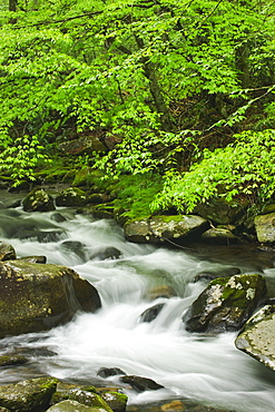 Flowing creek