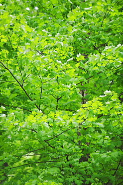 A forest of trees