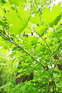 A forest of trees