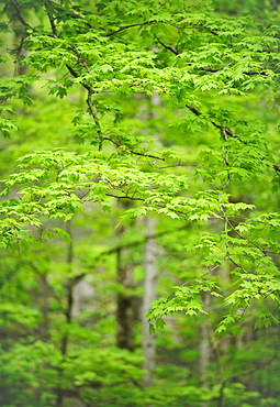 A forest of trees