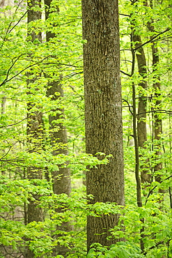 A forest of trees