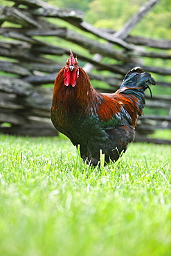 A rooster in a field near a fence