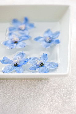 Tropical flowers in bowl of water