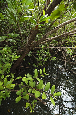 Tropical salt pond