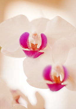 Close up of orchid