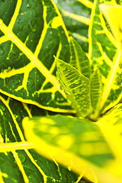 Close up of wet tropical leaf