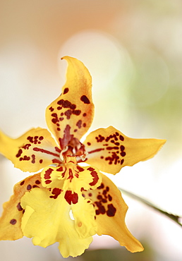 Close up of orchid