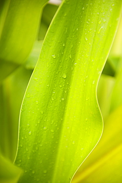 Close up of wet tropical leaf