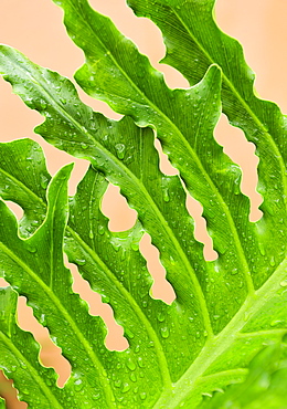 Close up of wet tropical leaf