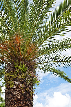 Canary Island Date palm tree