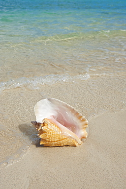 Conch shell on beach