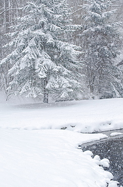 Snowy forest and stream in winter