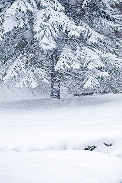 Snowy forest in winter