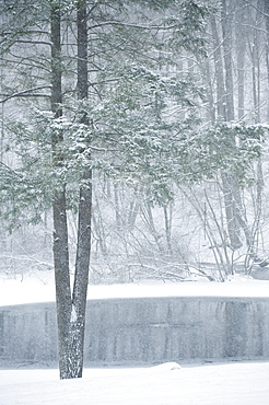 Forest and pond in winter