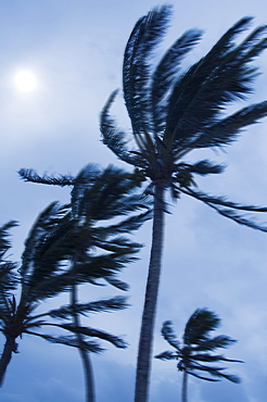 Tropical storm blowing palm trees, Bermuda