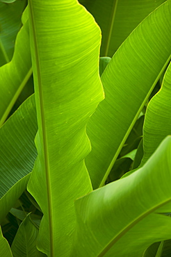 Close up of tropical plant, Bermuda