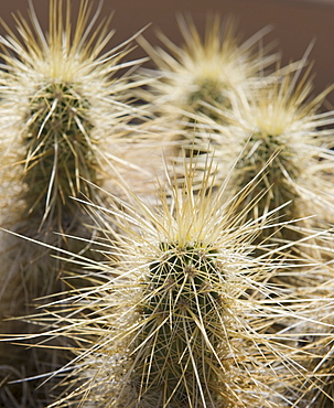 Close up of Cholla Cactus