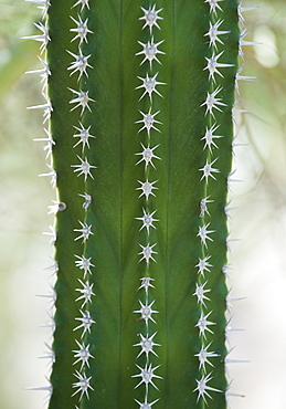 Close up of cactus