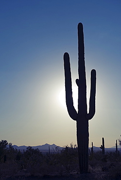 Sun shining behind cactus, Saguaro National Park, Arizona