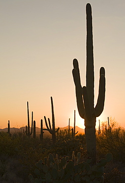 Sun behind cactus, Saguaro National Park, Arizona