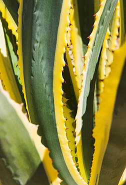 Close up of agave cactus plant