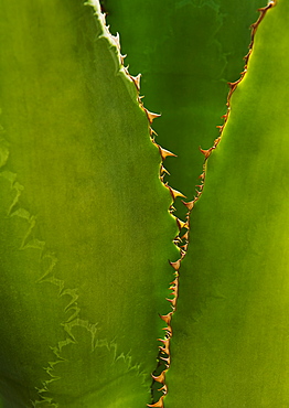 Close up of agave cactus plant