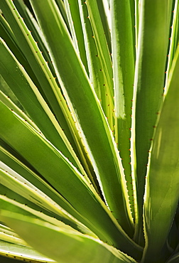 Close up of agave cactus plant