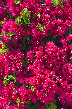 Close up of bougainvillea flowers