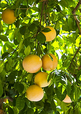 Close up of grapefruit on tree