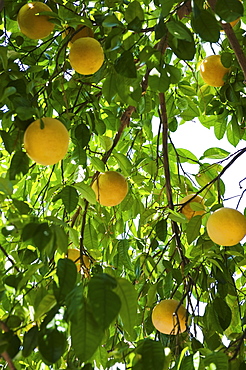 Close up of grapefruit on tree