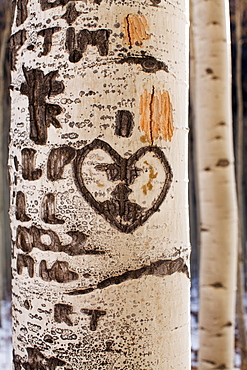 Close-up of aspen tree trunk with carved heart