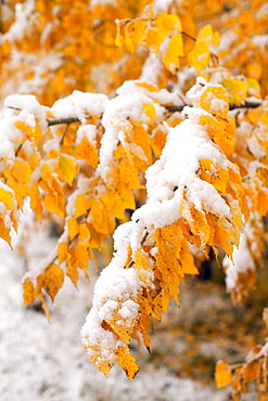 Twigs with yellow leaves covered by snow