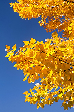 Close-up of yellow leaves against blue sky