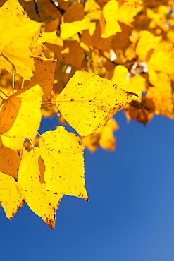 Close-up of yellow leaves against blue sky