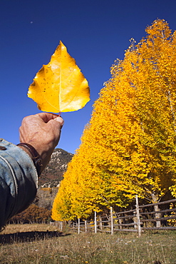 USA, Colorado, Hand holding yellow leaf against blue sky