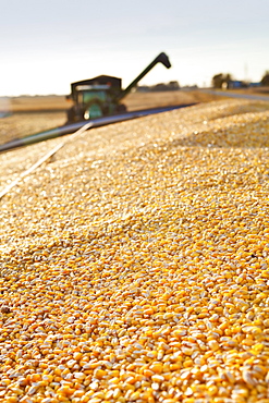 USA, Iowa, Latimer, Combine harvester harvesting corn