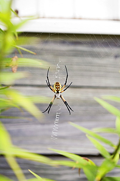 Garden spider on web