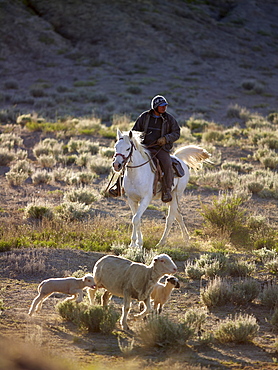 USA, Utah, Cowboy herding livestock in pasture